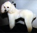 Caniche Anão